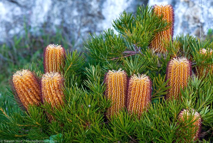 Banksi spinulosa 'Coastal Cushin' Hairpin Banksia Australian shrub flowering in University of California Santa Cruz Botanic Garden