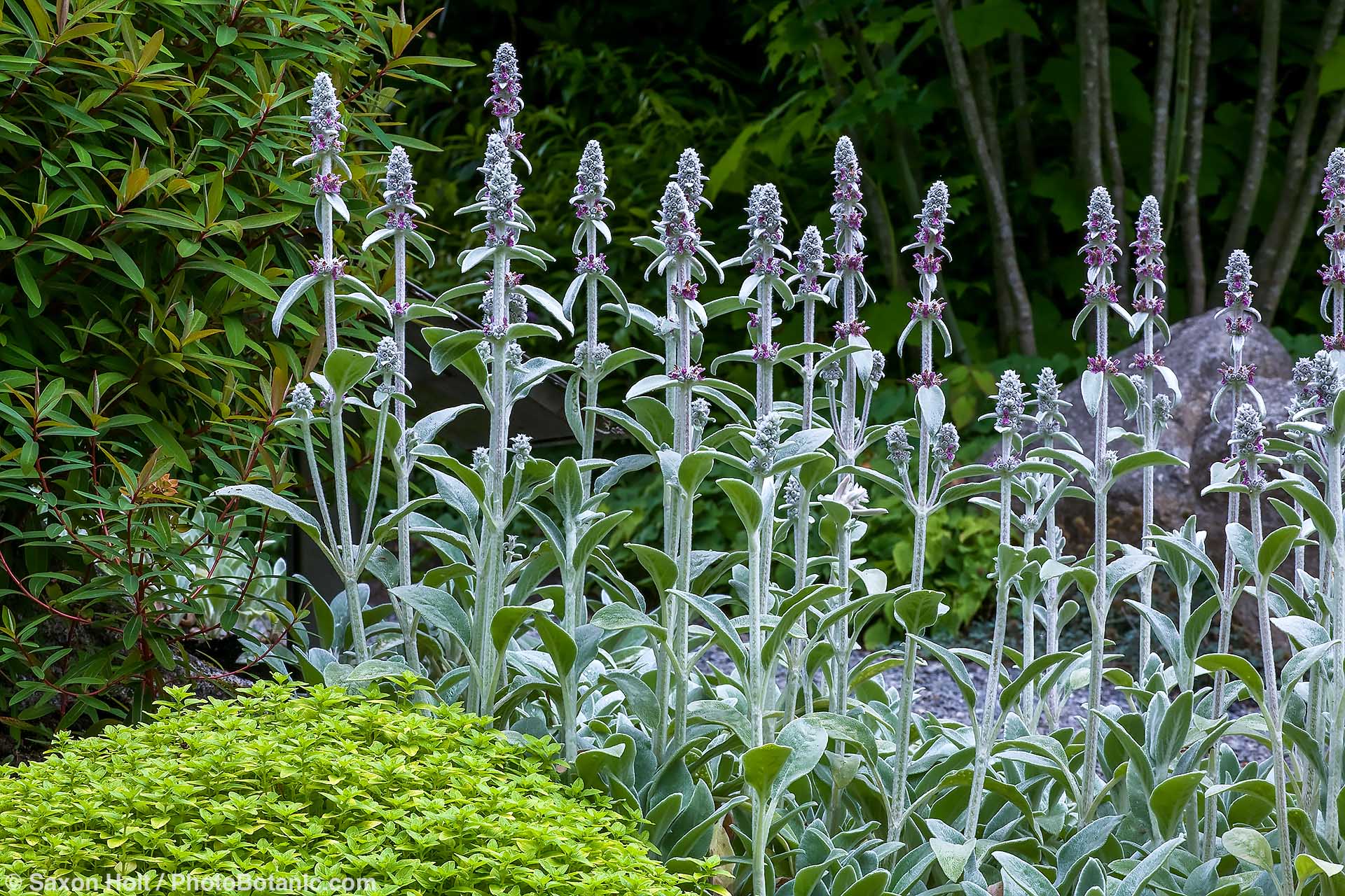 Holt 714 0635n 1920(c) Gray foliage flowering stachys (Lamb's Ears) and golden oregano in groundcover demonstration garden, Bellevue Botanic Garden