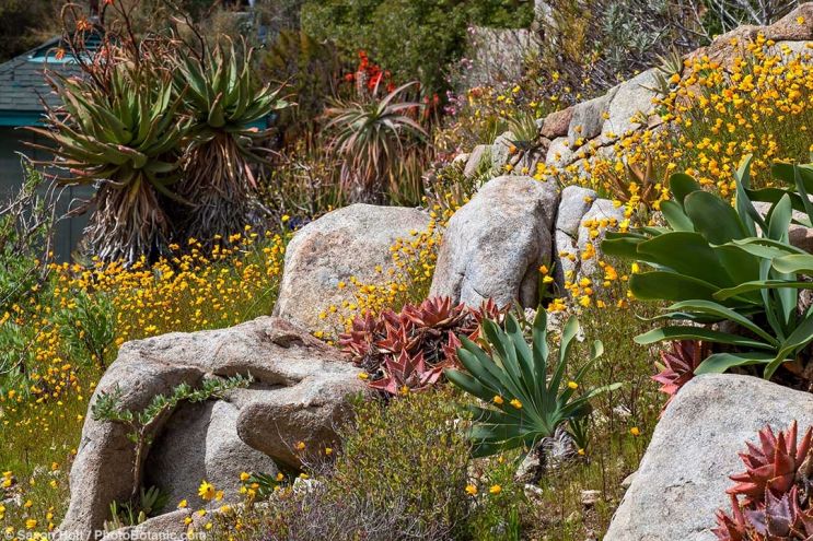 March 2026 Newsletter: Wildflower Season - Ursinia cakilefolia, flowering annual among Aloes and rocks in South African section of University of California Berkeley Botanical Garden