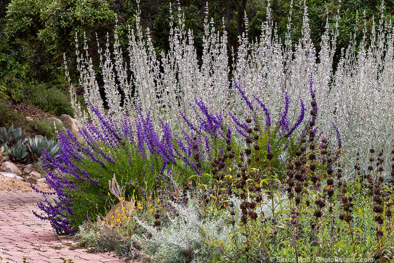 Holt 1137 1651cr 1280(c) Salvia apiana white sage with Trichostema lanatum, Woolly Blue Curls and dried flowers of Hummingbird sage (Salvia spathacea) California native plants in Santa Barbara Botanic Garden