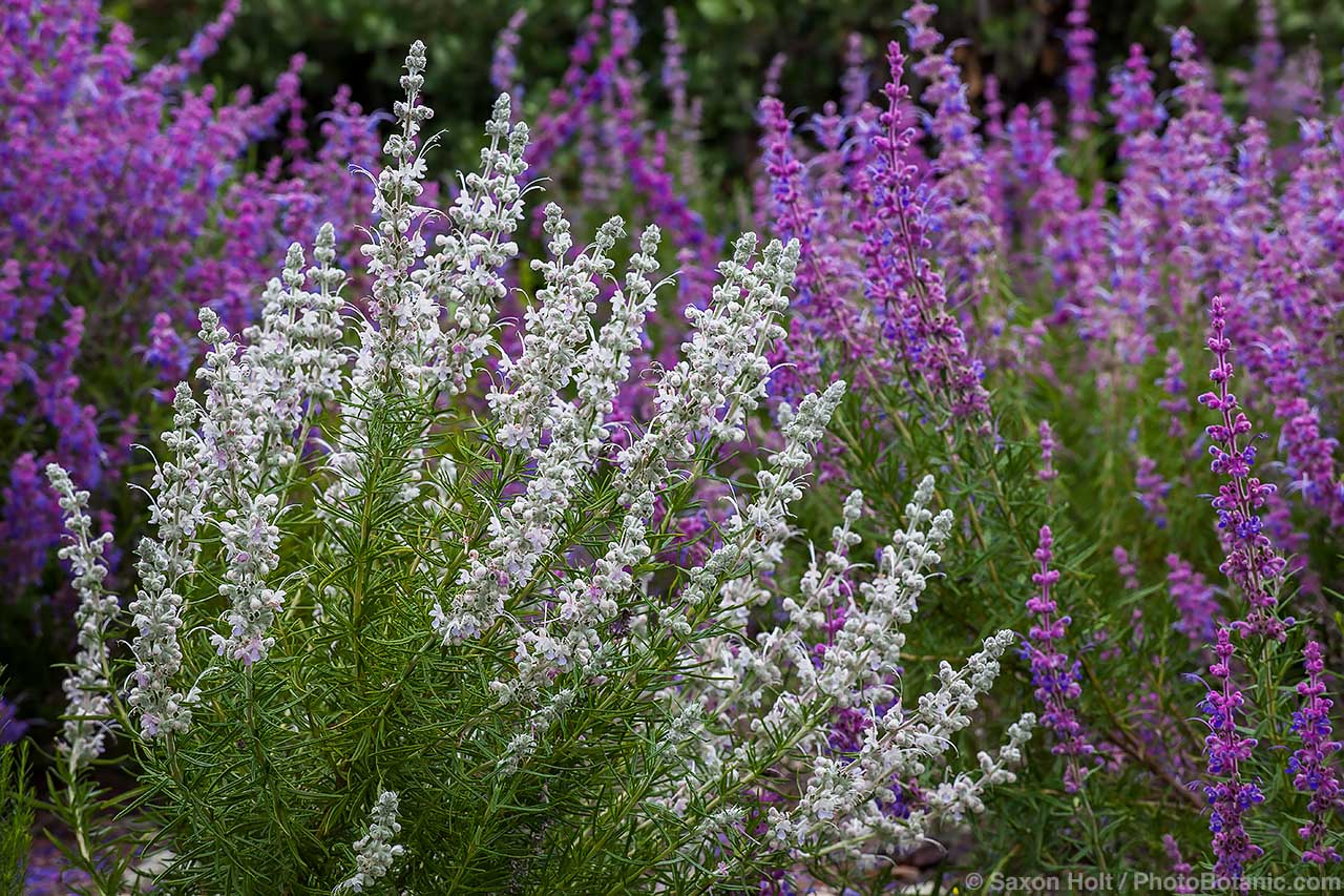 Holt 433 1602 1280(c) Trichostema lanatum, the woolly bluecurls white flowering aromatic perenial California native plant, California Botanic Garden
