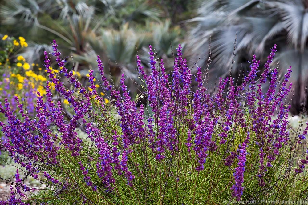 April 2026  Newsletter: April, Full-on Spring - Trichostema lanatum, Romero or Woolly Blue Curls California native plant, aromatic perennial flowering in California Botanic Garden