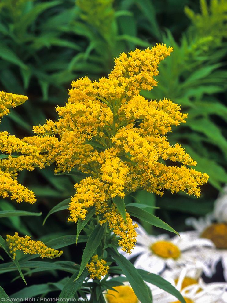 Holt 773 195a 1920(c) Solidago canadensis Canadian goldenrod, flowering in California garden