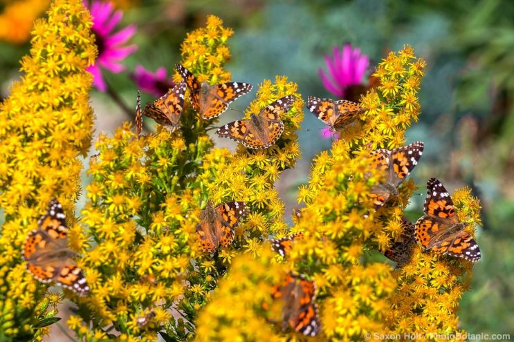 April 2026 Newsletter: April, Full-on Spring ( Cloned ) - Painted Lady butterflies on yellow flowering goldenrod Solidago 'Witchita Mountains', Denver Botanic Garden