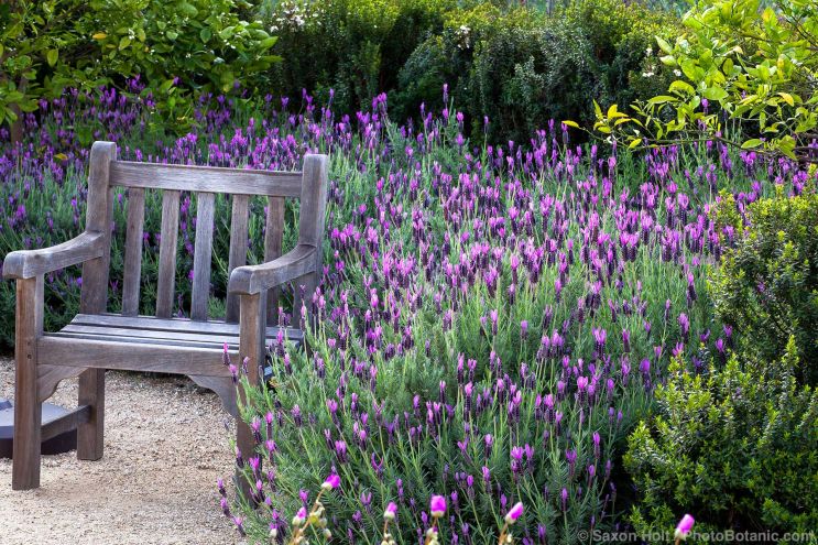Lavandula stoechas, Spanish lavender flowering by bench in Huntington Botanic Garden