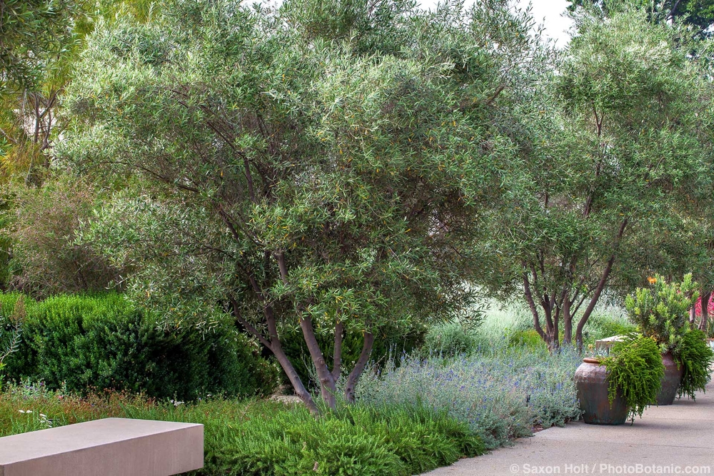 June 2026  Newsletter: The Mediterranean Basin - Olea europea 'Wilsonii' (Wilson Fruitless Olive), Huntington Botanic Garden