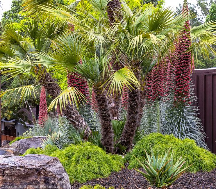 Chamaerops humilis, European Fan Palm flowering with Echium wildprettii Tower of Jewels in front yard summer-dry garden; design Enchanting Planting