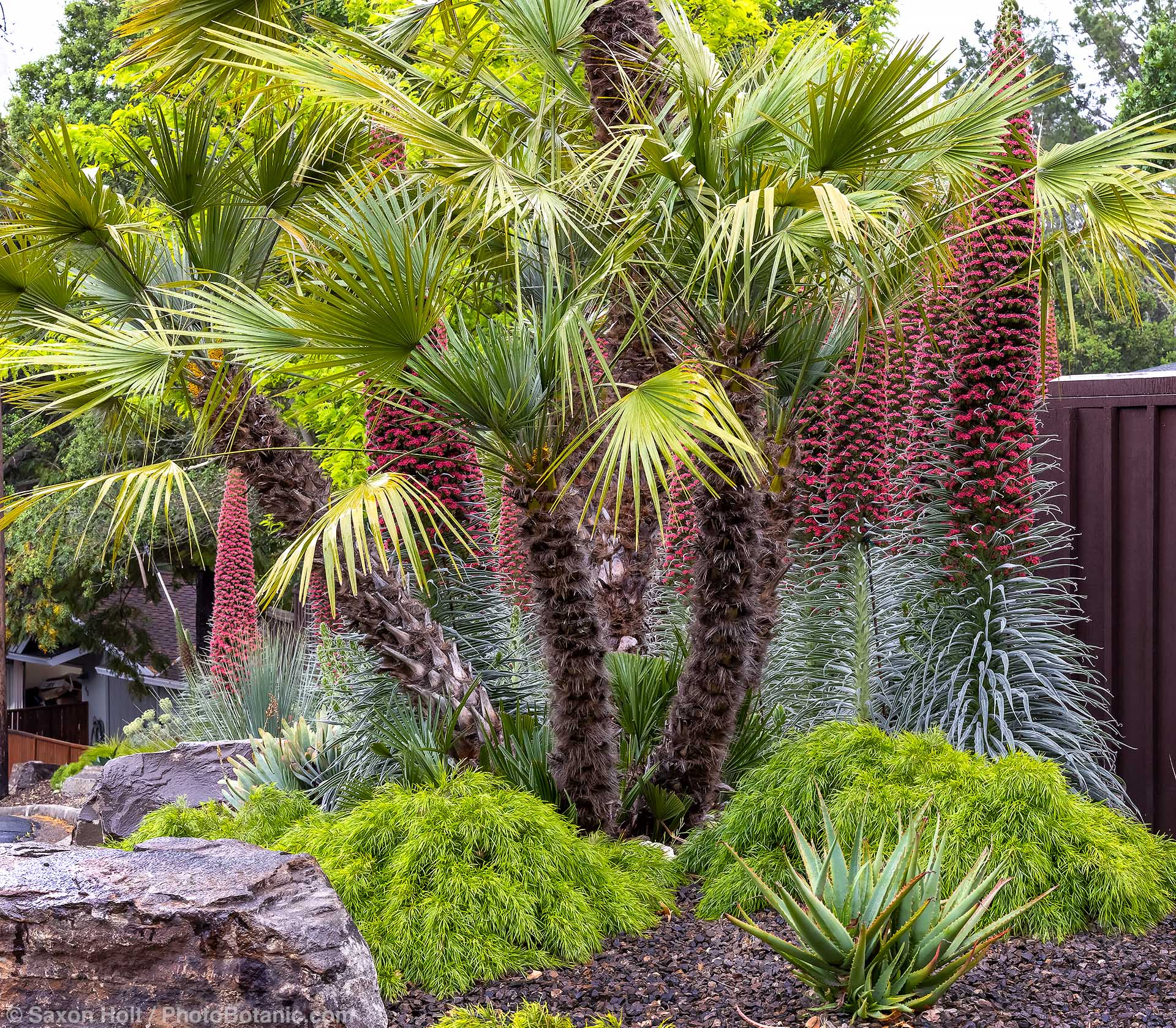 Holt 1273 207 1920(c) Chamaerops humilis, European Fan Palm flowering with Echium wildprettii Tower of Jewels in front yard summer-dry garden; design Enchanting Planting