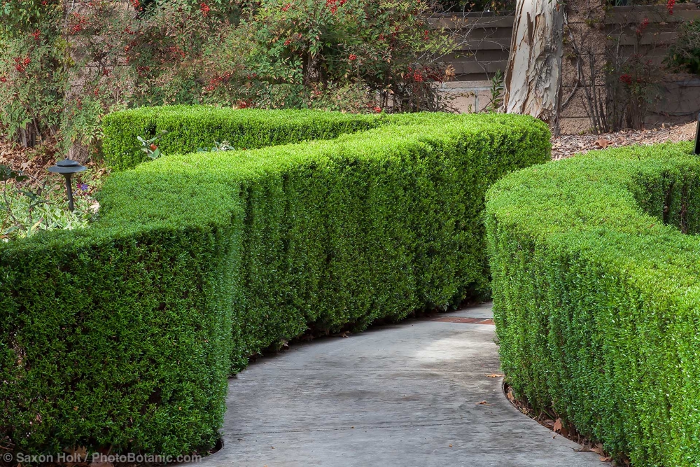 August 2026  Newsletter: Myrtus communis - Myrtus communis 'Compacta' (Dwarf Mytle) curved and manicured hedge along pathway in Southern California demonstration garden by Western Municipal Water District, Riverside California
