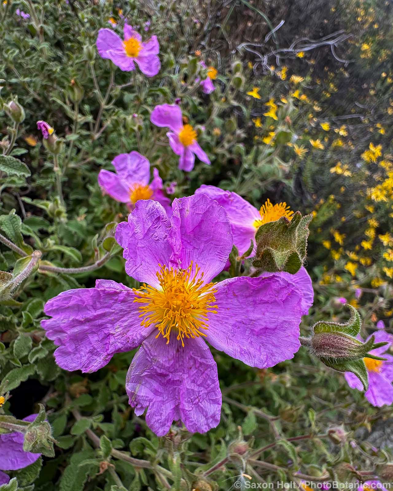Cistus creticus (syn. Cistus x incanus, C. villosus) rock-rose flowering on cliff by roadside in Greece