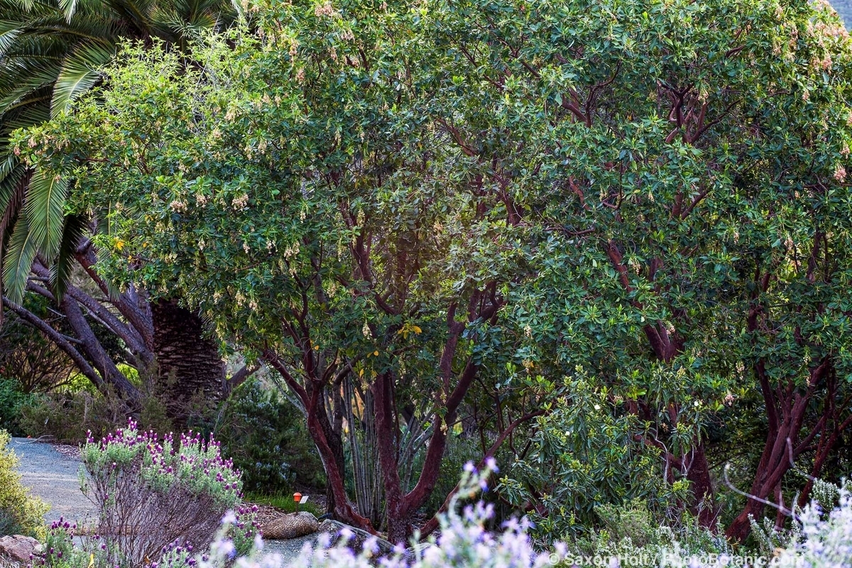 October 2026  Newsletter: Elegant Small Trees for Firescaping